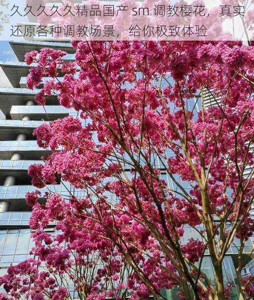 久久久久久精品国产 sm 调教樱花,真实还原各种调教场景,给你极致体验